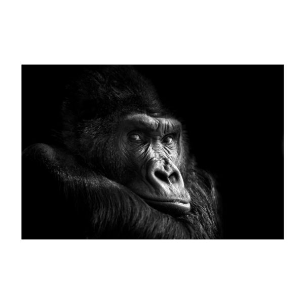 Imageland Bild Gorilla